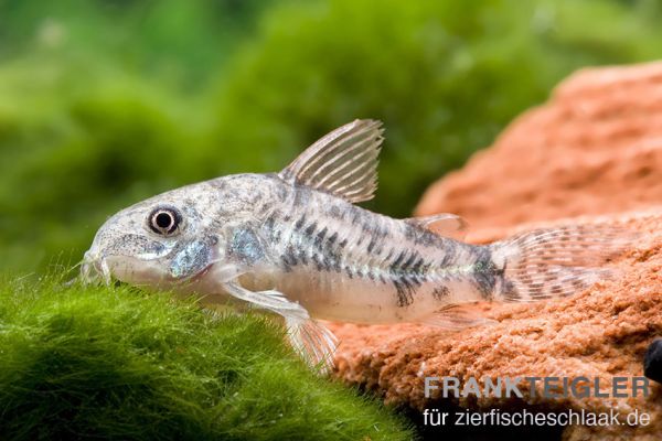 Marmorierter Panzerwels/ Corydoras paleatus